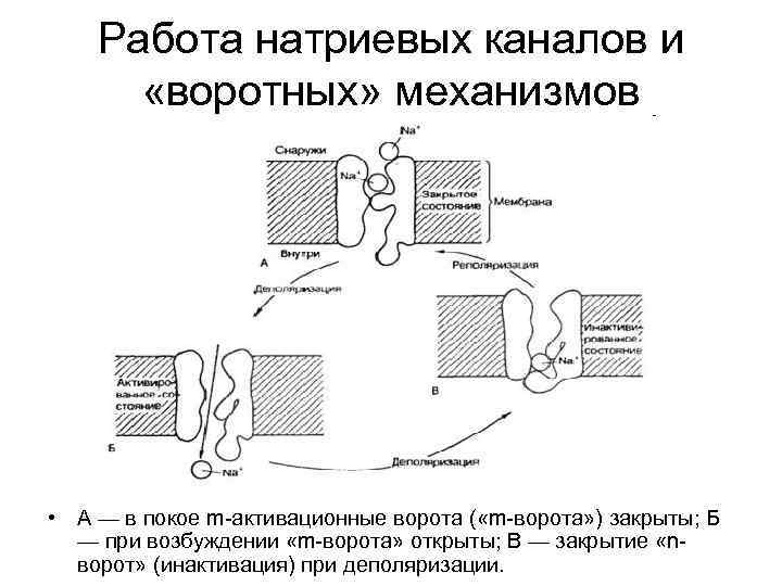 Работа натриевых каналов и «воротных» механизмов • А — в покое m активационные ворота