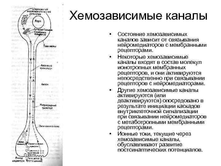 Хемозависимые каналы • • Состояние хемозависимых каналов зависит от связывания нейромедиаторов с мембранными рецепторами.