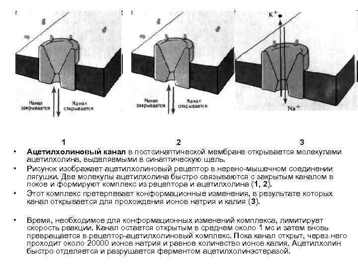  • • 1 2 3 Ацетилхолиновый канал в постсинаптической мембране открывается молекулами ацетилхолина,