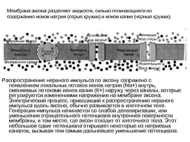 Мембрана аксона разделяет жидкости, сильно отличающиеся по содержанию ионов натрия (серые кружки) и ионов