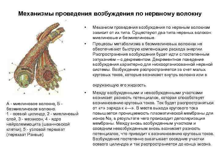 Механизмы проведения возбуждения по нервному волокну • • Механизм проведения возбуждения по нервным волокнам