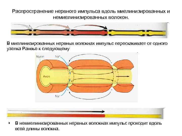 Распространение нервного импульса вдоль миелинизированных и немиелинизированных волокон. В миелинизированных нервных волокнах импульс перескакивает
