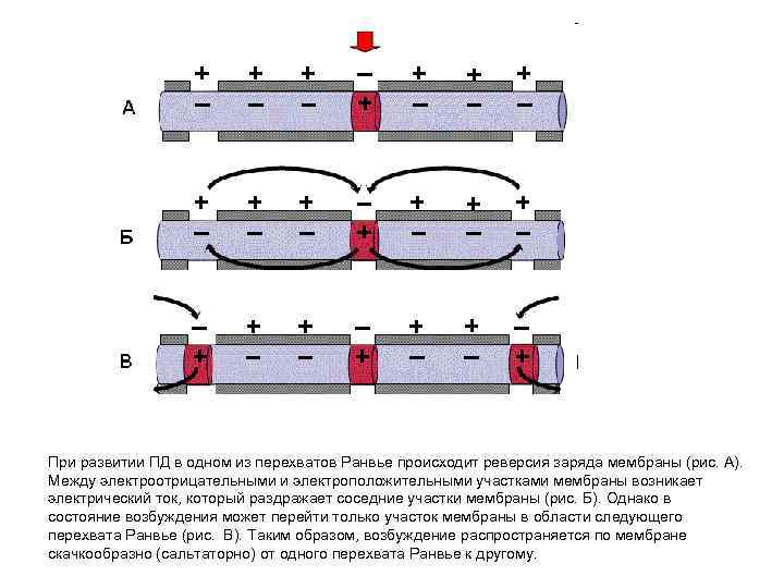 При развитии ПД в одном из перехватов Ранвье происходит реверсия заряда мембраны (рис. А).