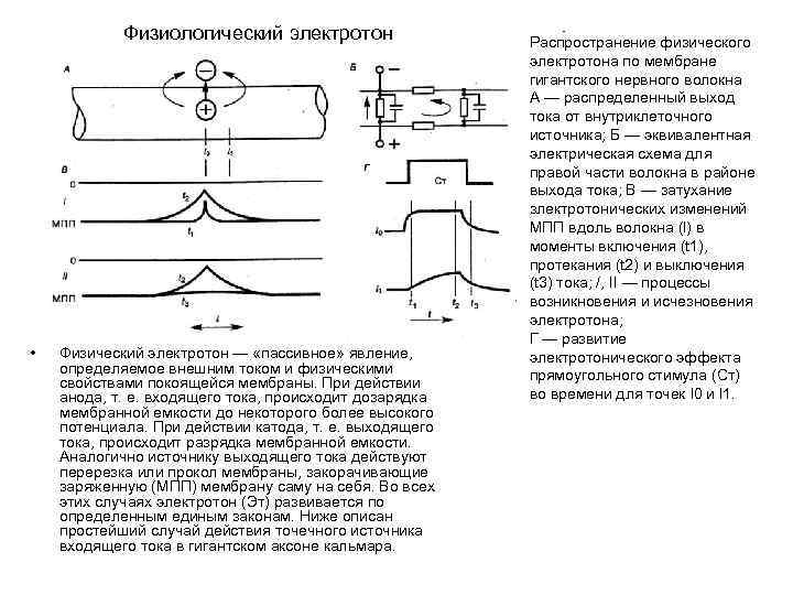 Физиологический электротон • Физический электротон — «пассивное» явление, определяемое внешним током и физическими свойствами