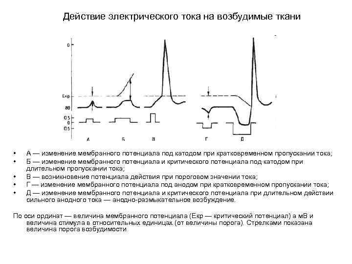 Действие электрического тока на возбудимые ткани • • • А — изменение мембранного потенциала