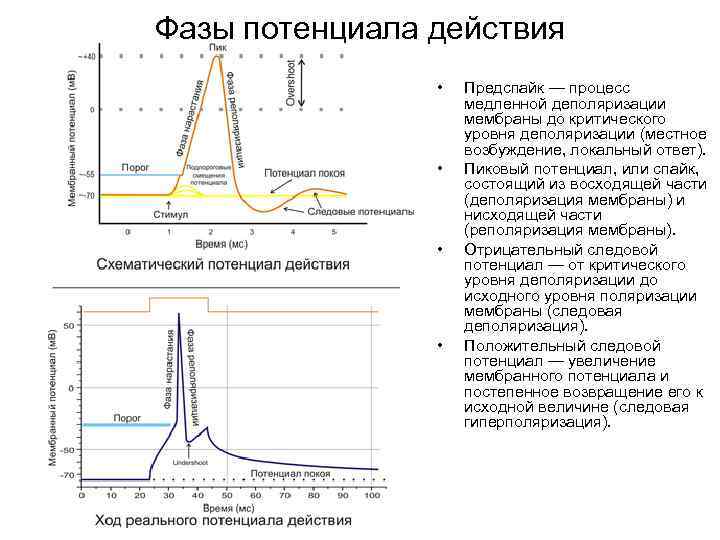 Фазы потенциала действия • • Предспайк — процесс медленной деполяризации мембраны до критического уровня