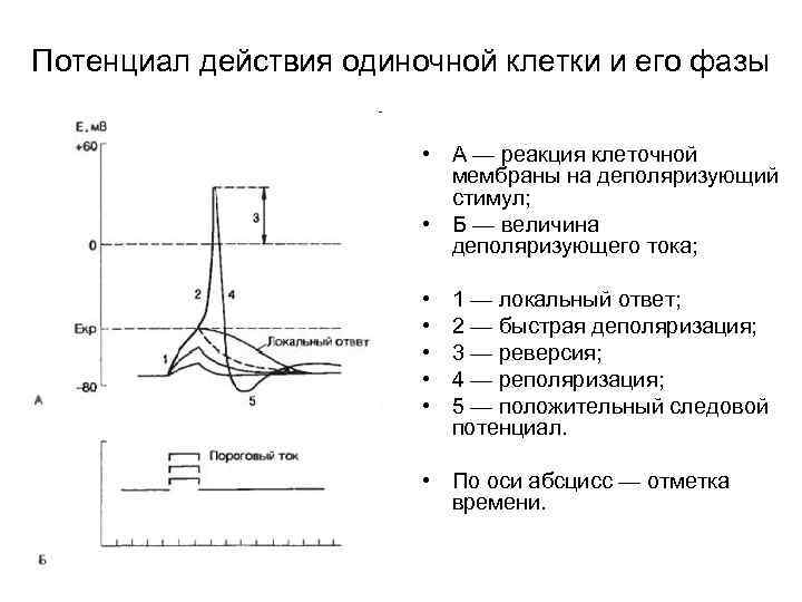 Потенциал действия одиночной клетки и его фазы • А — реакция клеточной мембраны на