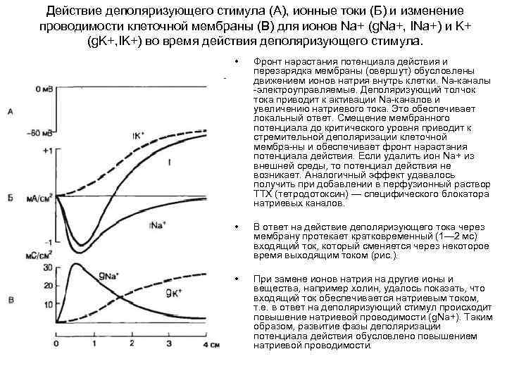 Действие деполяризующего стимула (А), ионные токи (Б) и изменение проводимости клеточной мембраны (В) для