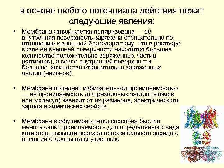 в основе любого потенциала действия лежат следующие явления: • Мембрана живой клетки поляризована —