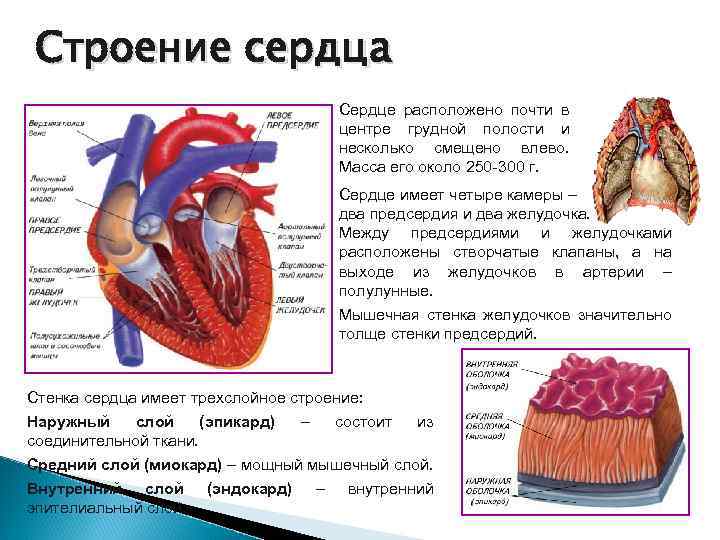 Полулунные клапаны сердца находятся между