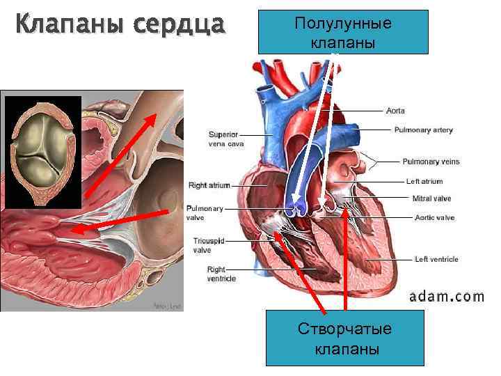 Клапаны сердца Полулунные клапаны Створчатые клапаны 