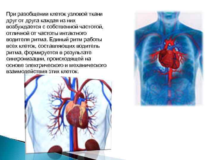 При разобщении клеток узловой ткани друг от друга каждая из них возбуждается с собственной