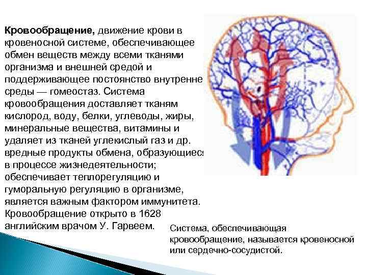 Кровообращение, движение крови в кровеносной системе, обеспечивающее обмен веществ между всеми тканями организма и