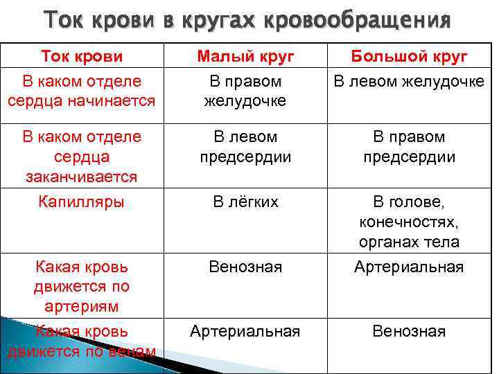 Таблица большой и малый круг кровообращения. Круги кровообращения человека таблица 8 класс. Ток крови в кругах кровообращения таблица. Ток крови малый круг большой круг. Таблица по биологии 8 класс круги кровообращения малый и большой.