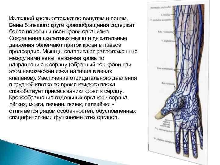 Из тканей кровь оттекает по венулам и венам. Вены большого круга кровообращения содержат более