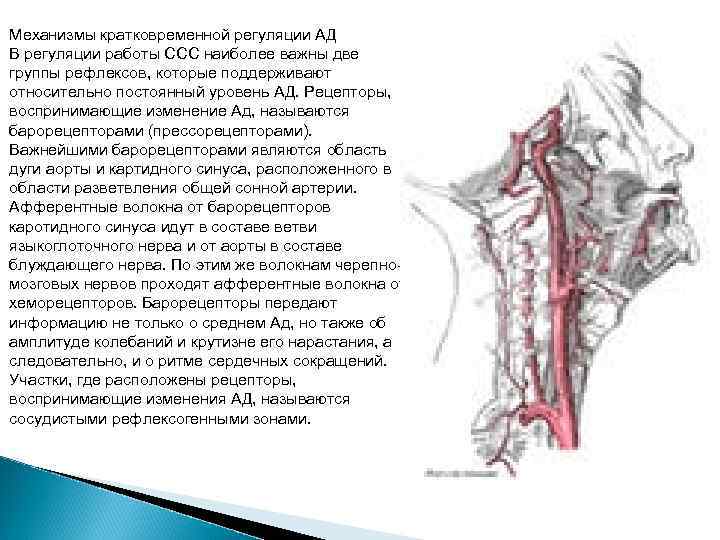 Механизмы кратковременной регуляции АД В регуляции работы ССС наиболее важны две группы рефлексов, которые