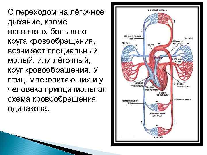 Круги кровообращения соответствие