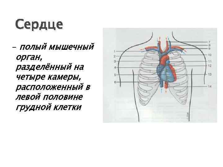 Полый это что. Сердце полый мышечный орган. Сердце это мышца или орган. Женский полый мышечный орган.