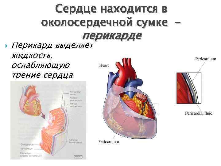 Сердце окружено околосердечной сумкой. Перикард сердца анатомия. Перикард (околосердечная сумка). Функции околосердечной сумки сердца. Строение перикарда.