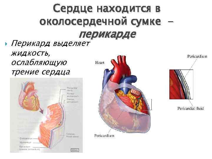 Сердце находится в околосердечной сумке перикарде Перикард выделяет жидкость, ослабляющую трение сердца 