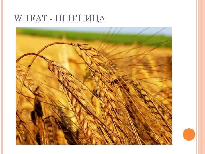 WHEAT - ПШЕНИЦА 