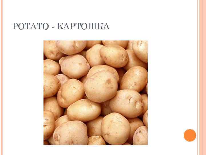 POTATO - КАРТОШКА 