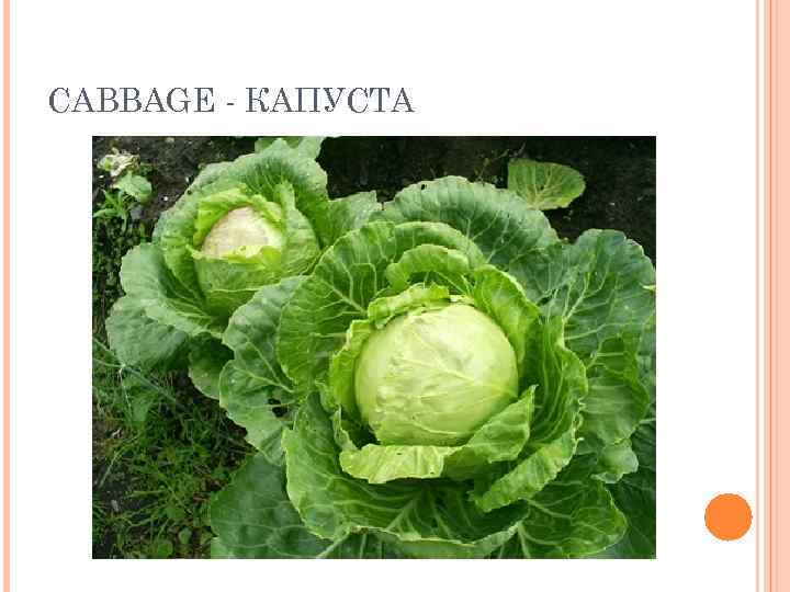 CABBAGE - КАПУСТА 