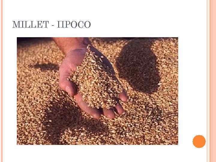 MILLET - ПРОСО 