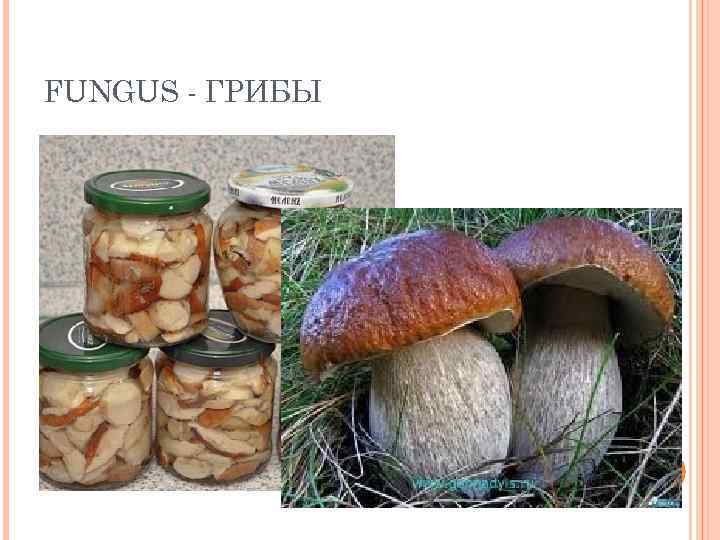 FUNGUS - ГРИБЫ 