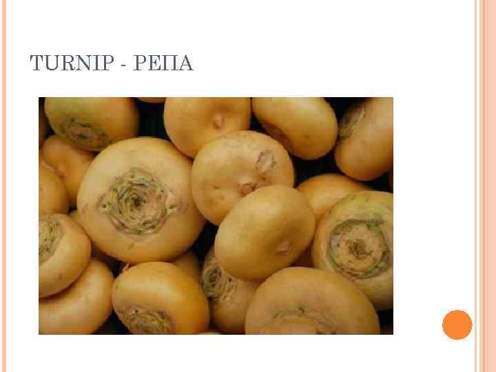 TURNIP - РЕПА 
