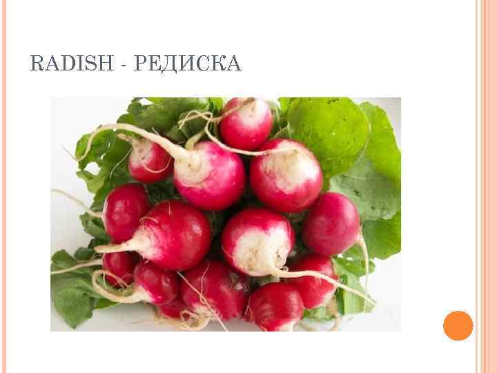 RADISH - РЕДИСКА 