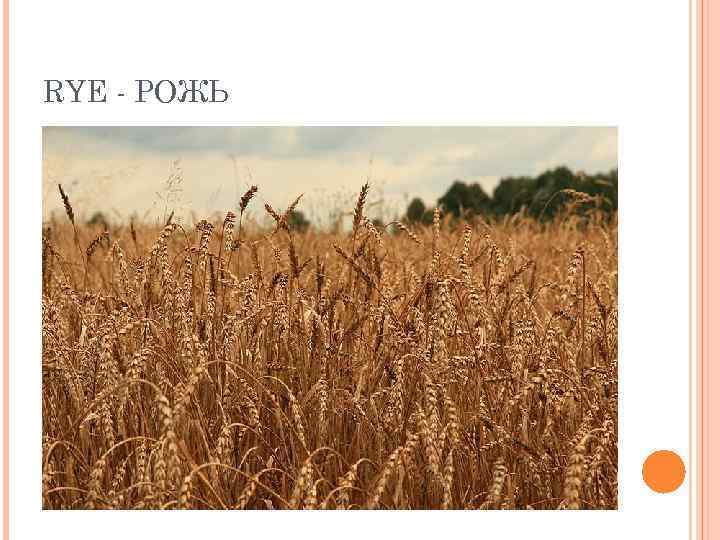 RYE - РОЖЬ 