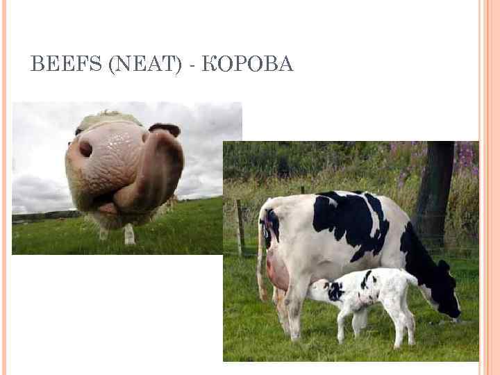 BEEFS (NEAT) - КОРОВА 