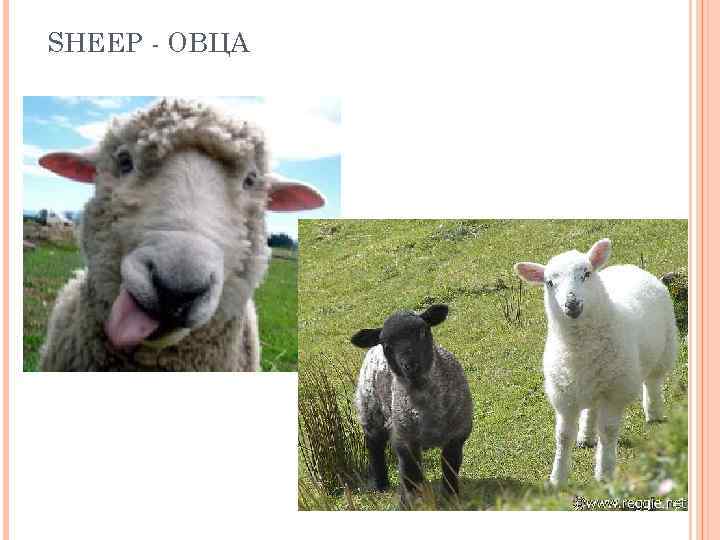 SHEEP - ОВЦА 