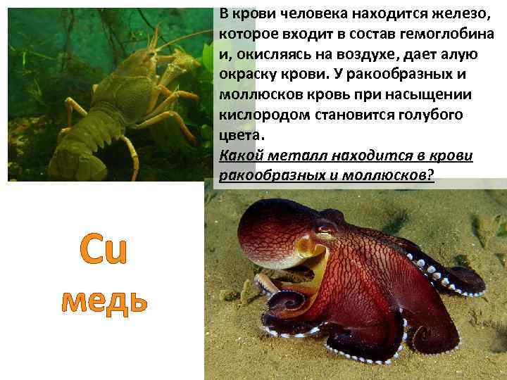 В крови человека находится железо, которое входит в состав гемоглобина и, окисляясь на воздухе,