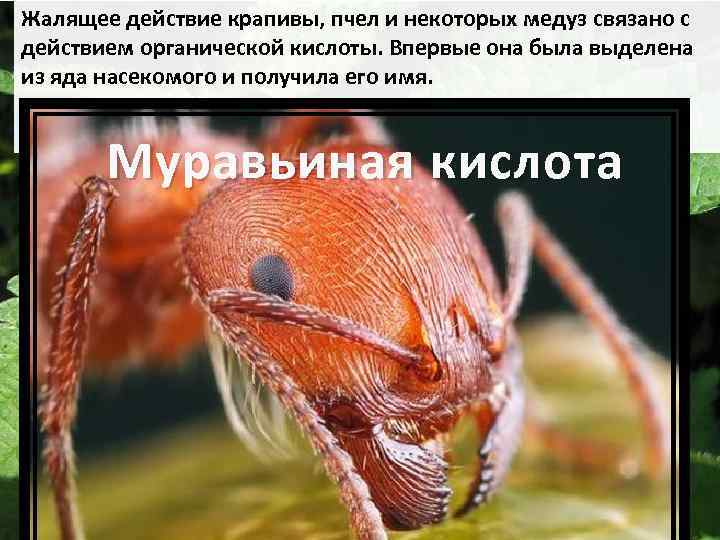 Жалящее действие крапивы, пчел и некоторых медуз связано с действием органической кислоты. Впервые она