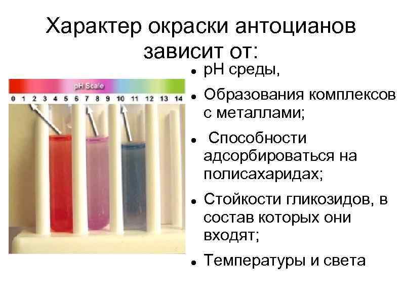 Характер окраски антоцианов зависит от: р. Н среды, Образования комплексов с металлами; Способности адсорбироваться