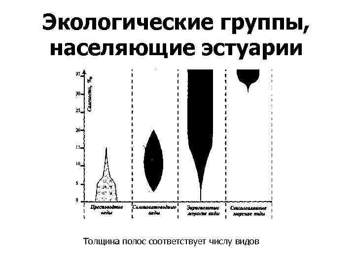 Экологические группы, населяющие эстуарии Толщина полос соответствует числу видов 