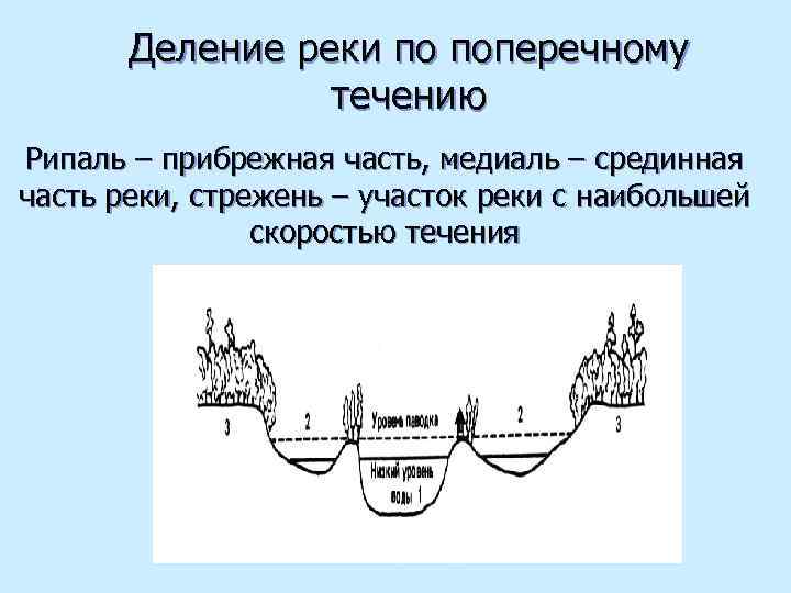 Деление реки по поперечному течению Рипаль – прибрежная часть, медиаль – срединная часть реки,