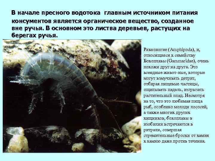 В начале пресного водотока главным источником питания консументов является органическое вещество, созданное вне ручья.