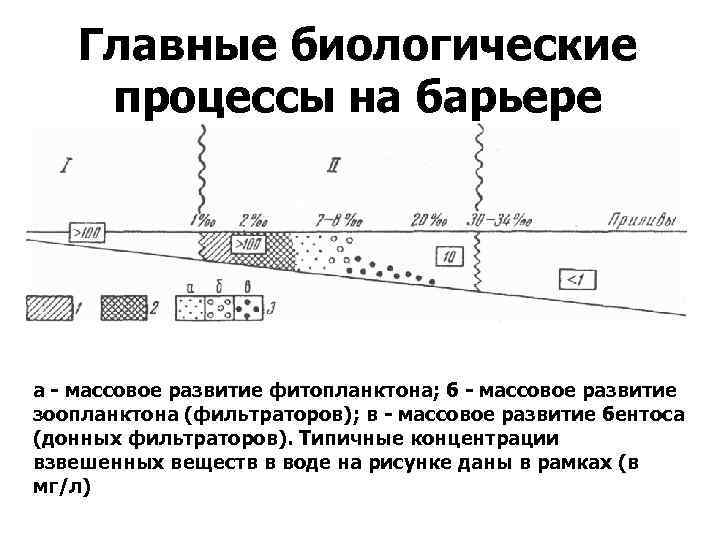 Главные биологические процессы на барьере а - массовое развитие фитопланктона; б - массовое развитие
