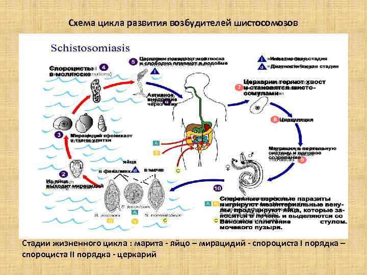 Жизненный цикл возбудителя. Жизненный цикл кровяного сосальщика схема. Схему цикла развития шистосом. Цикл развития кровяного сосальщика схема. Schistosoma haematobium жизненный цикл.