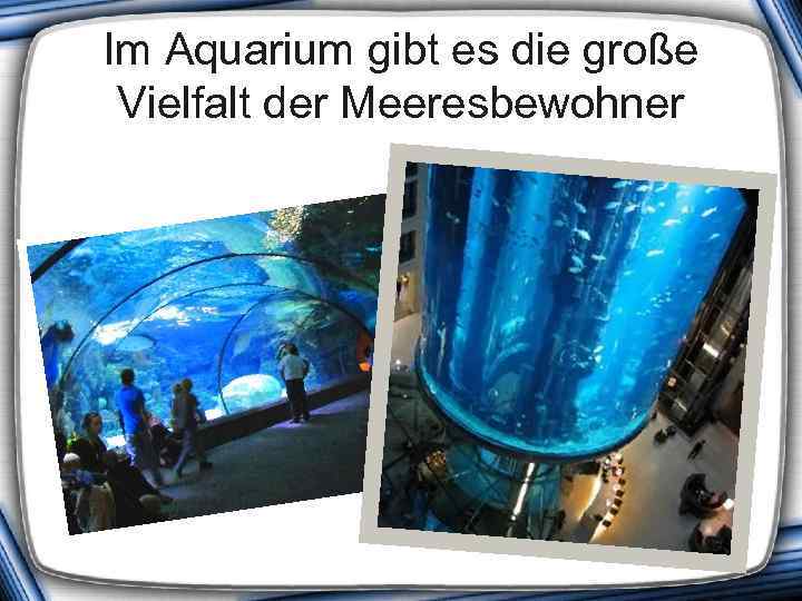 Im Aquarium gibt es die große Vielfalt der Meeresbewohner 