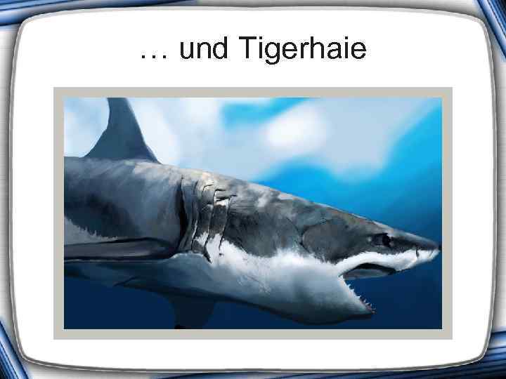 … und Tigerhaie 