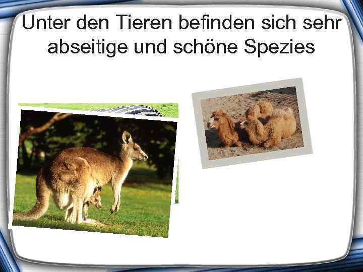 Unter den Tieren befinden sich sehr abseitige und schöne Spezies 