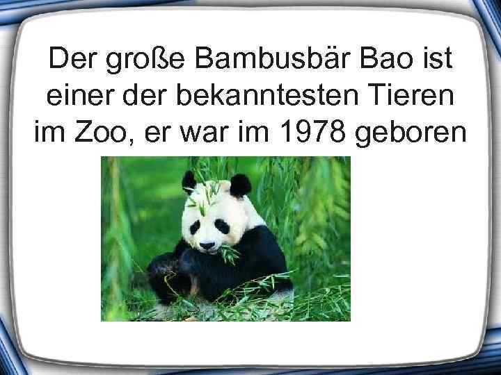 Der große Bambusbär Bao ist einer der bekanntesten Tieren im Zoo, er war im