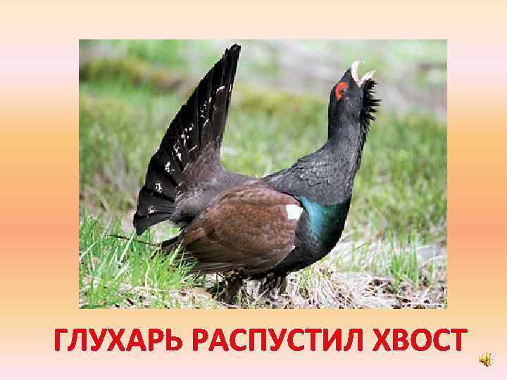 ГЛУХАРЬ РАСПУСТИЛ ХВОСТ 