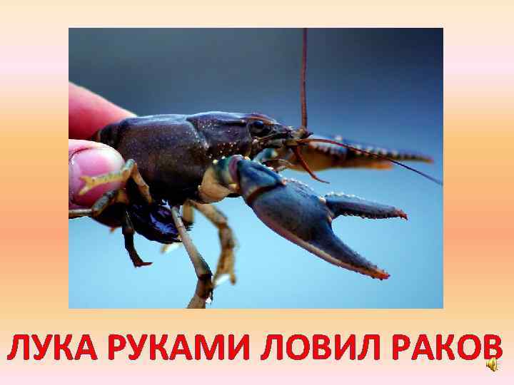 ЛУКА РУКАМИ ЛОВИЛ РАКОВ 