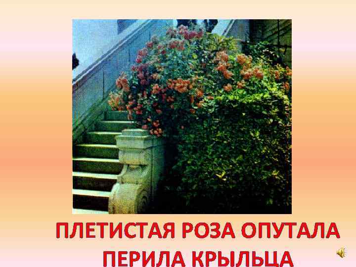 ПЛЕТИСТАЯ РОЗА ОПУТАЛА ПЕРИЛА КРЫЛЬЦА 