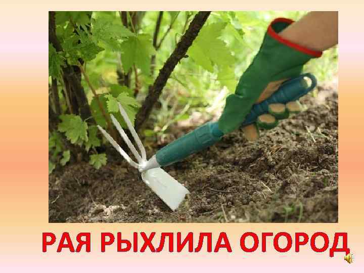 РАЯ РЫХЛИЛА ОГОРОД 